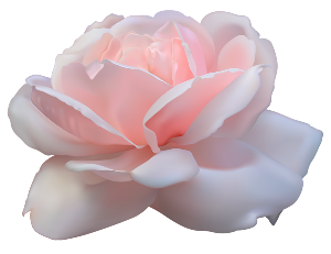 a beautiful pink rose 